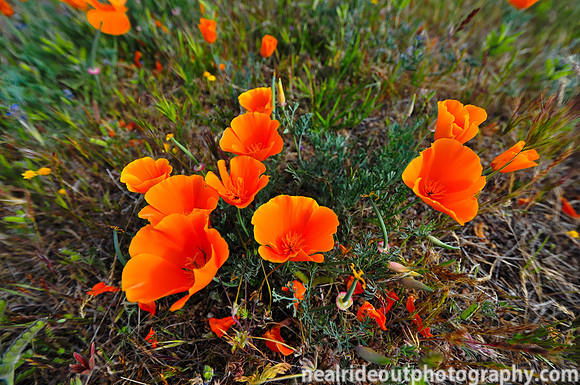California poppies