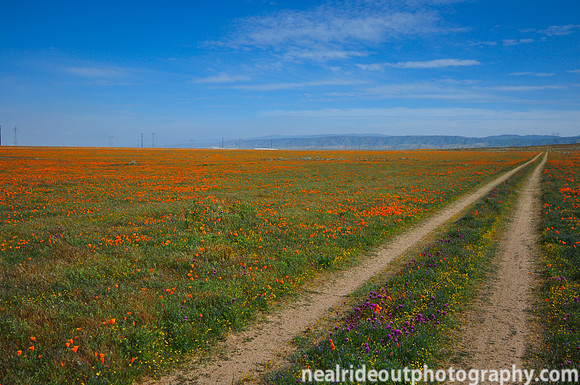 Poppy Road