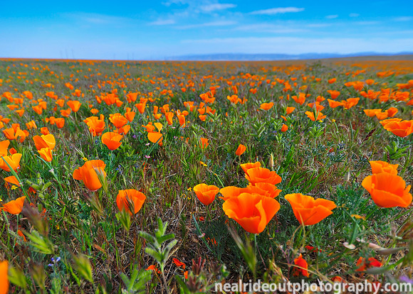 California poppies