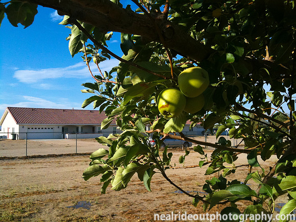 Apple Tree