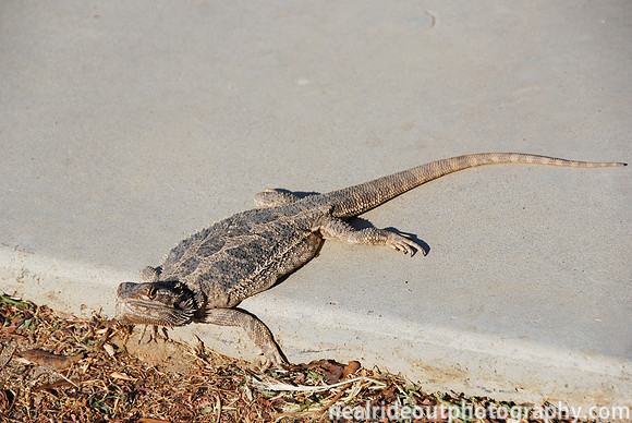 Giant Lizard on Driveway