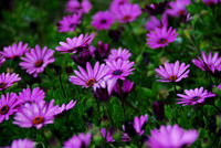 Flowers / Plants / Trees