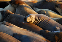 Trip to San Simeon