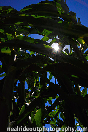 Through the Corn