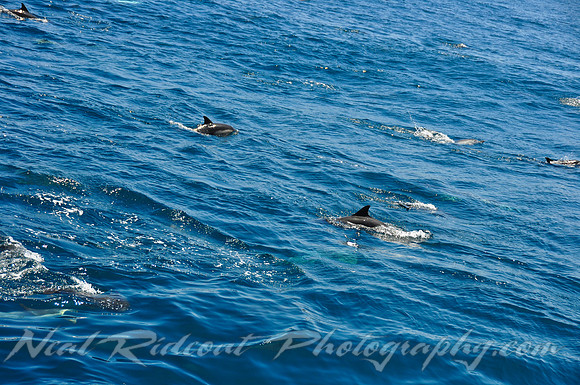 Dolphin Pod