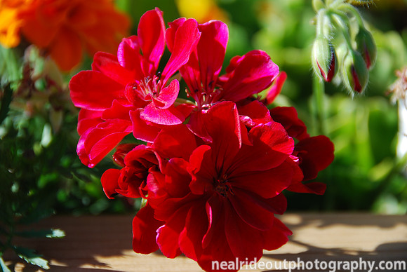 As Red As