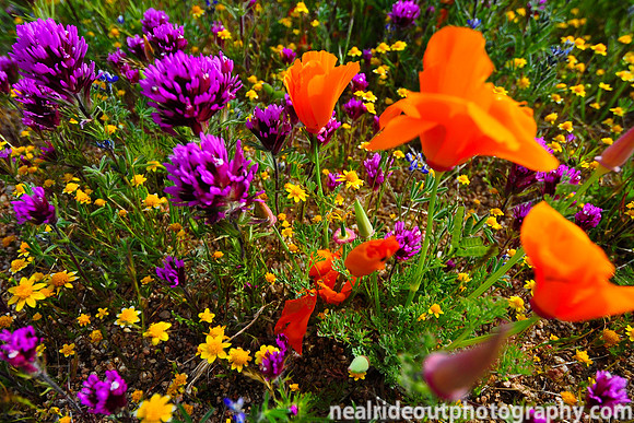 California poppies