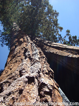 Giant Sequoia trees