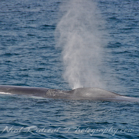 Blue Whale