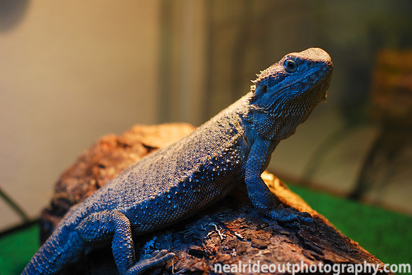 Frank at home