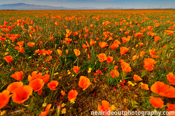 California poppies