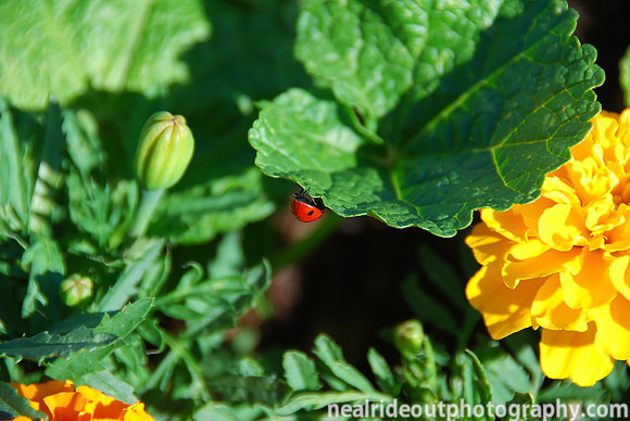 LadyBug at Work