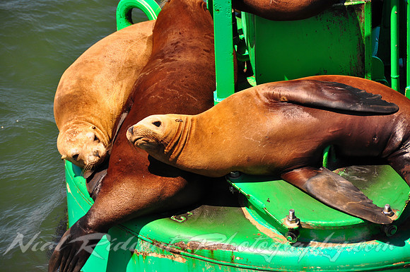 Sea Lions