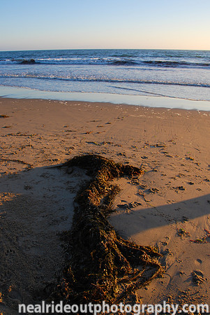 Seaweed